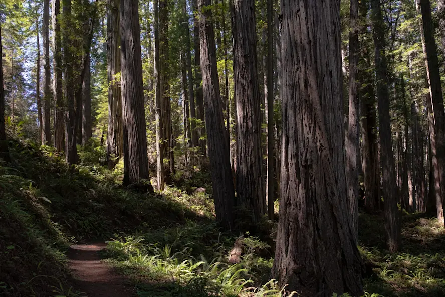 Tall Trees Grove Trail