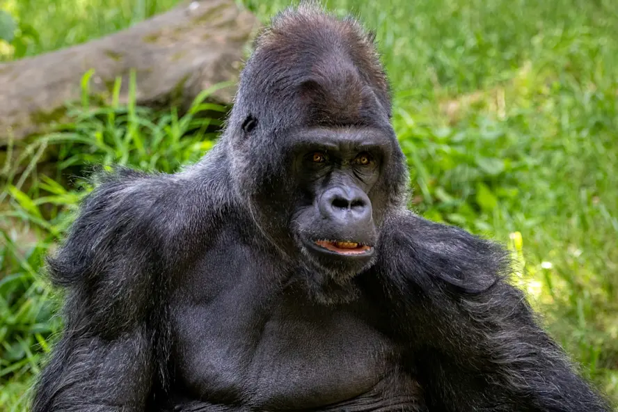 See mountain gorillas and other primates in Uganda