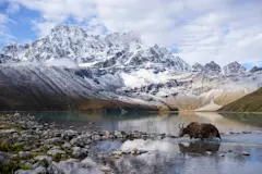 Gokyo Lake Pic with Yak