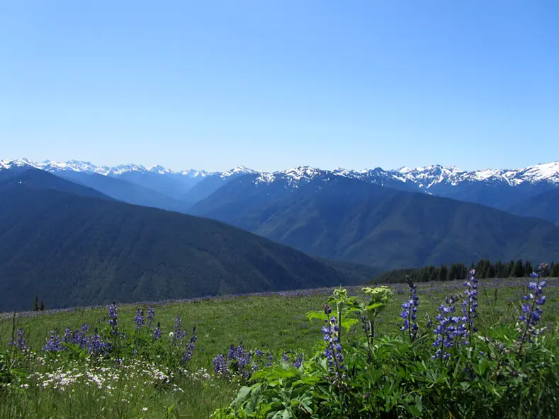 Hurricane Ridge in Olympic National Park, Washington